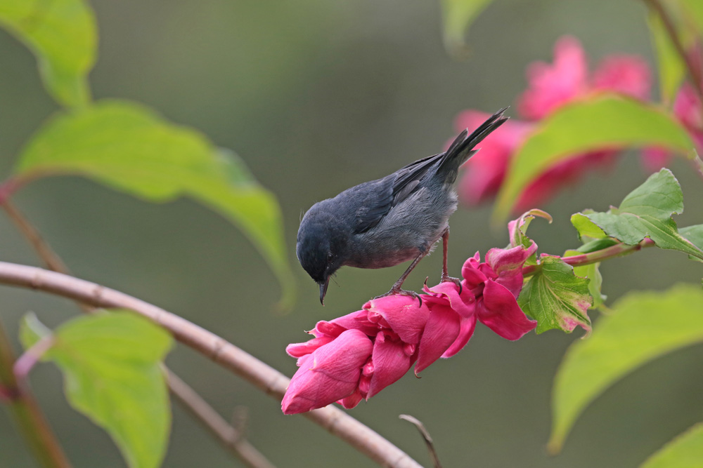 Slaty Flowerpiercer